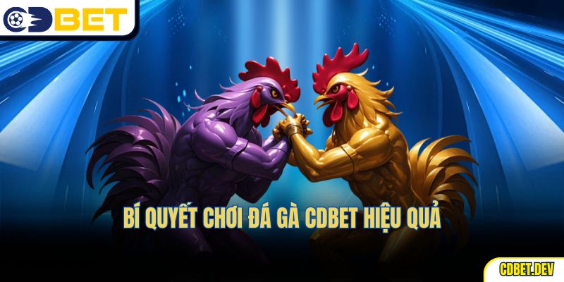 Bí quyết chơi đá gà CDBET hiệu quả