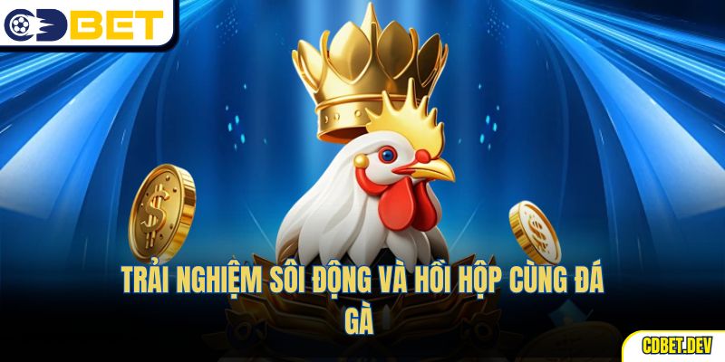 Trải nghiệm sôi động và hồi hộp cùng đá gà