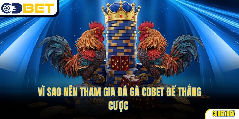 Vì sao nên tham gia đá gà CDBET để thắng cược